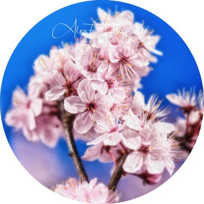 Wandcirkel | Muurcirkel | Alex F Fotografie | Dibond | Aliminium | ⌀ 70 cm | Bloesem