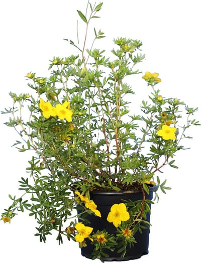 Plants Online - Haagplanten - Heesters - Heesterganzerik 'Goldfinger' - Pot 30-40 cm - set van 10 - Bloeiende plant - Geschikt als lage haag - Insectenlokkend - Bladverliezend