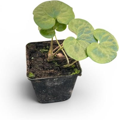 Planten Bodembedekker - Wintergroene Plant - Tuin Opvullen - Onderdrukt Onkruid - 6 Stuks - Donkergroen