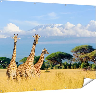 Gards Tuinposter Drie Giraffes in de Savanne - 150x120 cm - Tuindoek - Tuindecoratie - Wanddecoratie buiten - Tuinschilderij