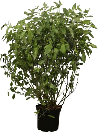 Plants Online - Haagplanten - Kornoeltje - Pot 60-80 cm - set van 10 - Geschikt als hoge haag - Groeit breed uit - Informele haag - Bladverliezend - Bloeiende plant