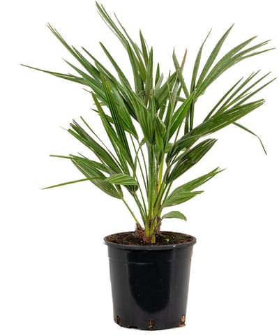 Bloomique - Chamaerops Humilis - Europese Dwergpalm - Palmboom Winterhard - Tuinplanten - Hoogte 60-70 cm - Pot 19 cm