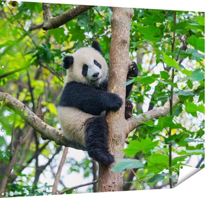 Gards Tuinposter Panda in de Bomen - 150x120 cm - Tuindoek - Tuindecoratie - Wanddecoratie buiten - Tuinschilderij