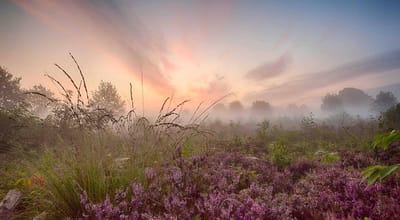 Fotobehang Heideveld zonsopkomst in de mist 250 x 260 cm - € 175,--