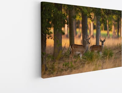 Saammp Canvas Schilderij - 2 jonge herten - Natuur - Dieren - 45x30 - Foto op canvas - Wanddecoratie - Muurdecoratie Woonkamer - Slaapkamer decoratie - Canvas Print