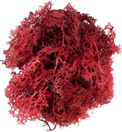 Rood Rendiermos - Doosje 50gr - My Village