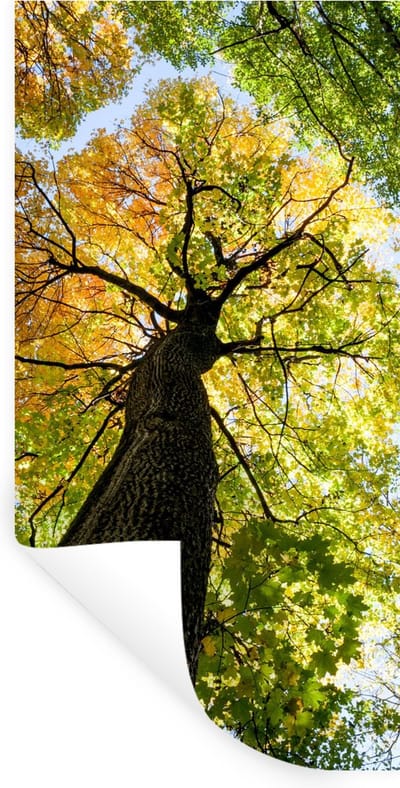 Muurstickers - Sticker Folie - Boom - Natuur - Bos - 40x80 cm - Plakfolie - Muurstickers Kinderkamer - Zelfklevend Behang - Zelfklevend behangpapier - Stickerfolie