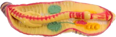 Regenworm Model - Biologisch Exemplaar - Lesmateriaal Biologie - Levensechte Anatomie - 53 cm - Meerkleurig