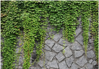 Fotobehangkoning - Behang - Vliesbehang - Fotobehang Klimop aan de Stenen Muur - Green wall - 200 x 140 cm