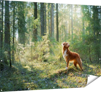 Gards Tuinposter Retriever Hond in het Bos met Zon - 160x120 cm - Tuindoek - Tuindecoratie - Wanddecoratie buiten - Tuinschilderij