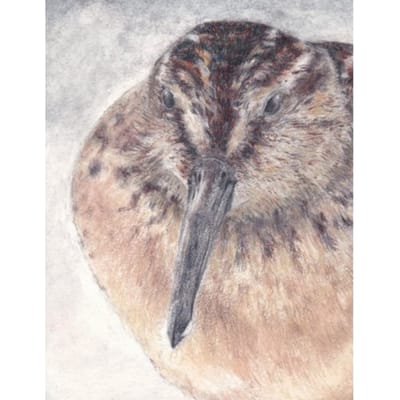 Breedbekstrandloper - Dietske Geerlings