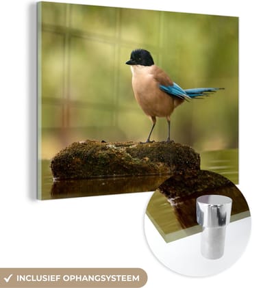 MuchoWow® Glasschilderij 40x30 cm - Schilderij acrylglas - Ekster - Vogel - Mos - Foto op glas - Schilderijen