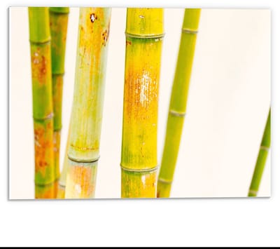 Forex - Groene Bamboe Stokken - 40x30cm Foto op Forex