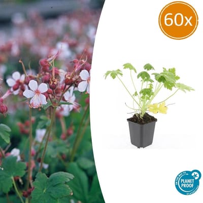 Tuinplantenshop.com | Geranium macr. 'Spessart' | 60 stuks - Ø9cm - 10-25cm hoog - Tuinplant