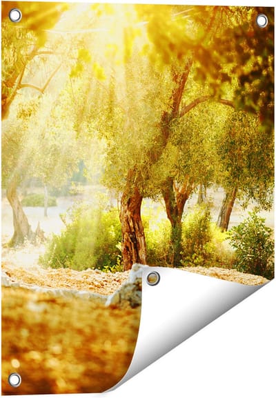 Gards Tuinposter Olijfbomen - Olijfboomgaard - 40x50 cm - Tuindoek - Tuindecoratie - Wanddecoratie buiten - Tuinschilderij