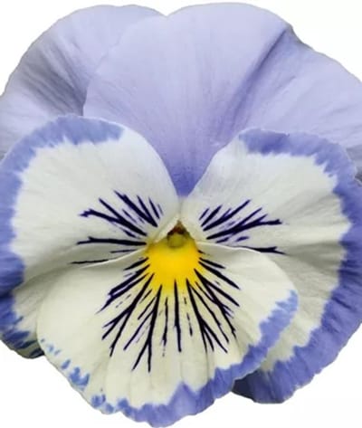 Viola x wittrockiana Carneval® F1 Early Marina