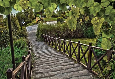 Fotobehang Path Grapes Nature | XL - 208cm x 146cm | 130g/m2 Vlies