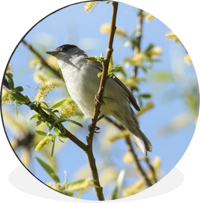 WallCircle - Wandcirkel - Muurcirkel - Vogel in een boom - Aluminium - Dibond - 30x30 cm - Binnen en Buiten