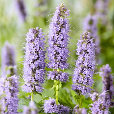 6x - Dropplant Blue Fortune - Agastache - Vaste planten - Bijen-Vlinders - Snijbloemen - Geurend - Zomerbollen - bloeit in Juli / Augustus / September