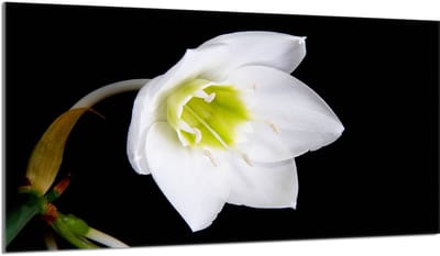 TMK ArtDeko Orchidea Serie - Snijplank - Glas - 90x52 cm - Veilig