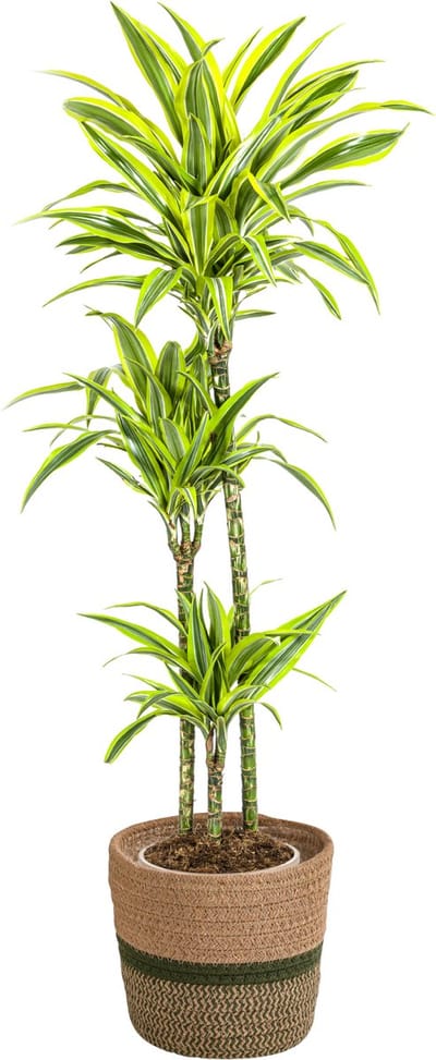 Plantenboetiek.nl | Dracaena Deremensis 'Lemon Lime' met mand - Ø24cm - 130-150cm hoog - Kamerplant - Groenblijvend