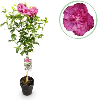 Plantenboetiek.nl | Hibiscus syriacus Magenta Chiffon® - Terras Plant - Bladverliezend - Winterhard - Roze Bloem - Ø19cm - 80-90cm hoog - Tuinplant