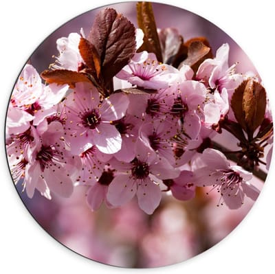 Dibond Wandcirkel - Roze Bloemen in de Boom  - 70x70cm Foto op Aluminium Wandcirkel (met ophangsysteem)
