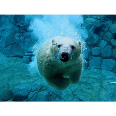 Autocollant Peinture Diamant 5D DIY Adapté Image Animal Ours Polaire Forage Complet Point de Croix 20X30CM blue