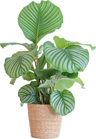 Plantenboetiek.nl | Calathea Orbifolia met Sofia mand naturel - Ø21cm - 55-65cm hoog - Kamerplant - Groenblijvend