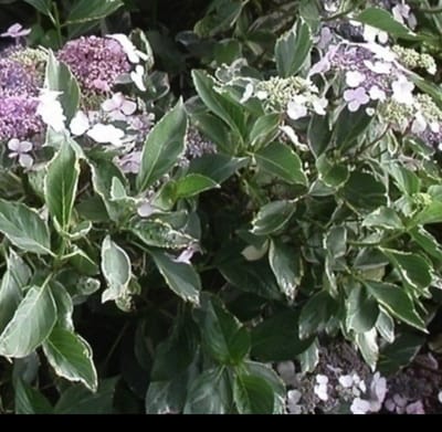 Hydrangea macr. 'Tricolor' - Boerenhortensia, Bolhortensia 25- 30 cm in pot