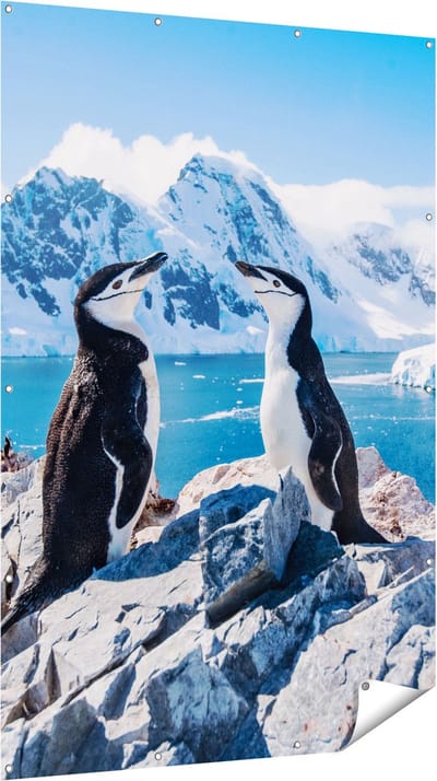 Gards Tuinposter Twee Pingu�ns op Stenen in Antarctica - 120x180 cm - Tuindoek - Tuindecoratie - Wanddecoratie buiten - Tuinschilderij