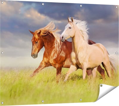 Gards Tuinposter Bruin en Wit Paard in de Wei - 120x90 cm - Tuindoek - Tuindecoratie - Wanddecoratie buiten - Tuinschilderij