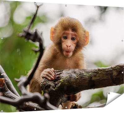 Gards Tuinposter Klein Baby Aapje op een Tak - 160x120 cm - Tuindoek - Tuindecoratie - Wanddecoratie buiten - Tuinschilderij