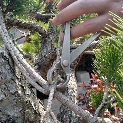 180 mm roestvrij staal knop cutter-kogelschaar voor bonsai en tuinieren .