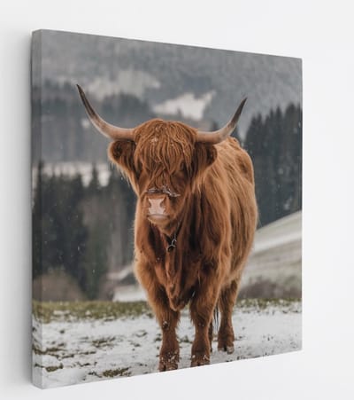 Saammp Canvas Schilderij - 2 Schotse Hooglander Koeien in de sneeuw - Dieren - Natuur - 20x20 - Foto op canvas - Wanddecoratie - muurdecoratie Woonkamer - Slaapkamer decoratie - Canvas Print
