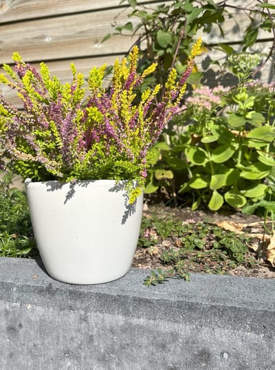 Zomerheide Roze - 10 Stuks - Calluna vulgaris 'S.J. Charrington' - P9.5 - Plant - Tuinplant - Heide
