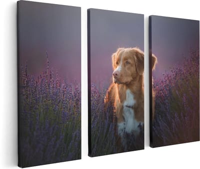 Artaza Canvas Schilderij Drieluik Retriever Hond Tussen De Lavendel Bloemen - 120x80 - Foto Op Canvas - Canvas Print