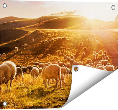 Gards Tuinposter Schapen in de Heuvels bij Zonsondergang - 50x40 cm - Tuindoek - Tuindecoratie - Wanddecoratie buiten - Tuinschilderij