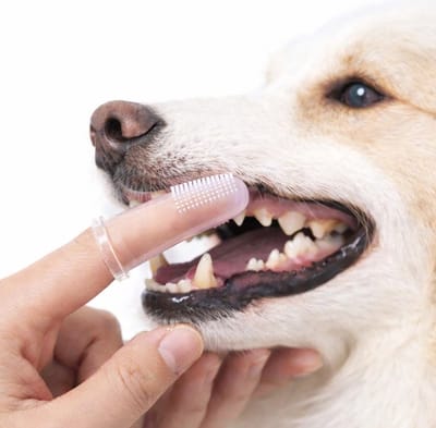 Honden Tandenborstel I Tandenborstel Voor De Hond I Vingertandenborstel I Tandverzorging Hond I Tandverzorging Kat I Gebitsverzorging