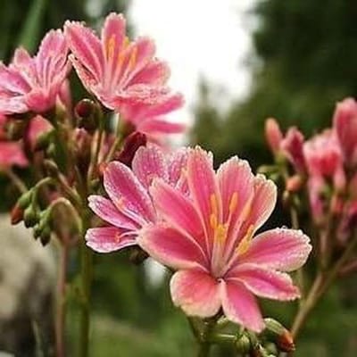 Bloemenzaadjes - Planten zaden - Tuinieren - Gemakkelijk te kweken - 10+ zaden - Niet gespecificeerd