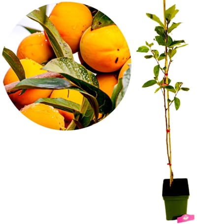 Diospyros kaki 'Sharon', Kakiboom, 5 liter pot, Hoogte 90cm