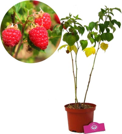 Rubus idaeus Glen Ample, rode framboos, 2 liter pot