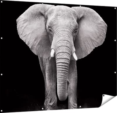 Gards Tuinposter Olifant - Zwart Wit - 150x120 cm - Tuindoek - Tuindecoratie - Wanddecoratie buiten - Tuinschilderij