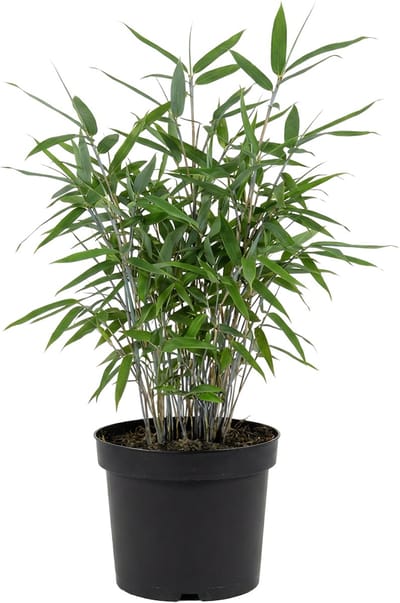 Bloomique - Fargesia Blue - Blauwe Bamboe Plant - Niet Woekerend - Winterhard - Haagplant - Hoogte 20-40 cm - Pot 14 cm