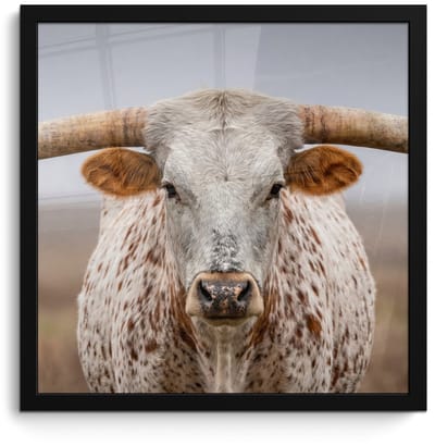 Poster in lijst - Fotolijst 40x40 cm - Posters - Longhorn - Grasveld - Dier - Posterlijst zwart - Decoratie - Wanddecoratie woonkamer - Muurdecoratie slaapkamer