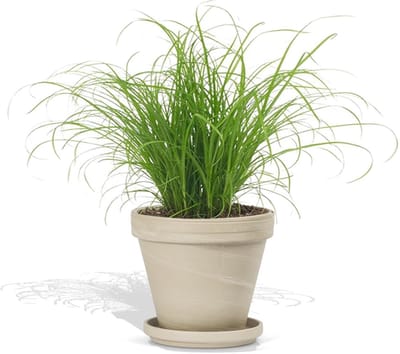 DutchLeafs Cyperus Zumula Kattengras in Terracotta Bloempot Graniet - 1 Stuk - Kwekerspot 12 cm - Hoogte: 20-25 cm - Kamerplant - Diervriendelijke Plant voor Binnen