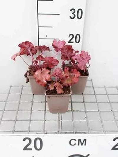 6x Purperklokje - Heuchera hybr. 'Fire Alarm' | 9x9 cm pot