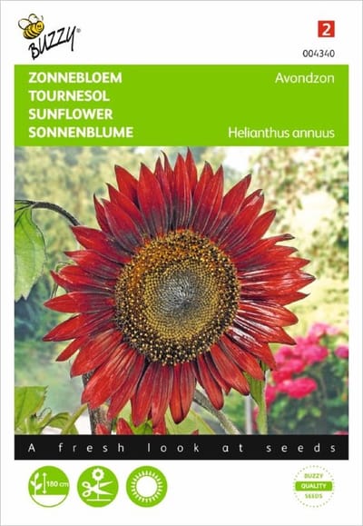Zonnebloem Avondzon - Helianthus annuus giganteus