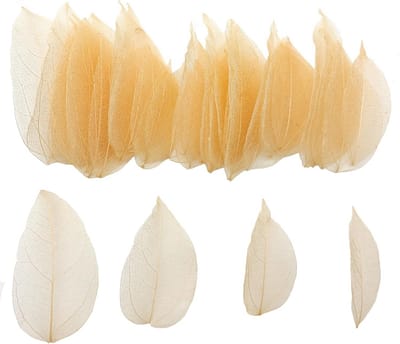 50 Stuks Gedroogde Skeletbladeren Voor Knutselen & Scrapbooking - Natuurlijke Decoratie