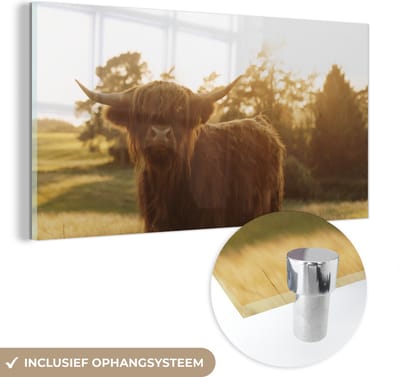 MuchoWow® Glasschilderij 40x20 cm - Schilderij acrylglas - Schotse hooglander - Gras - Zon - Foto op glas - Schilderijen